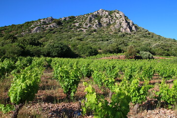 The Cabrières vineyard at the foot of the Vissounel peak under a late May sun (Pays clermontais, Hérault, France)