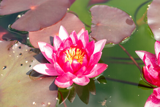 Atropurpurea nymphaea water lily in Saint Gallen in Switzerland