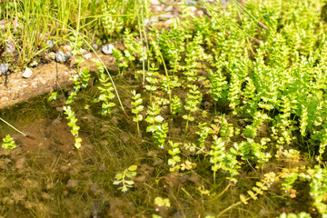 Creeping marshwort or Apium Repens plant in Saint Gallen in Switzerland