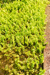 Creeping marshwort or Apium Repens plant in Saint Gallen in Switzerland