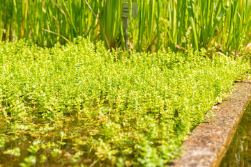 Creeping marshwort or Apium Repens plant in Saint Gallen in Switzerland