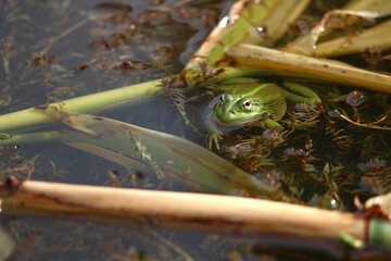 Camouflaged among reed debris in the pond of the Espagnol, an adult frog watches the photographer (near the chapel of St Martin du Cardonnet, Aumelas, Hérault, France).