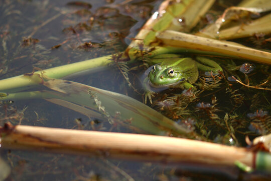Camouflaged among reed debris in the pond of the Espagnol, an adult frog watches the photographer (near the chapel of St Martin du Cardonnet, Aumelas, H&eacute;rault, France).