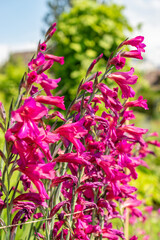 Common corn flag or Gladiolus Communis plant in Saint Gallen in Switzerland
