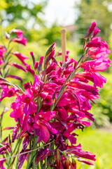 Obraz premium Common corn flag or Gladiolus Communis plant in Saint Gallen in Switzerland
