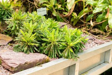 Naklejka premium Little tree plant or Biophytum Sensitivum plant in Saint Gallen in Switzerland