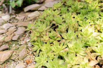 Haworthia Cymbiformis plant in Saint Gallen in Switzerland