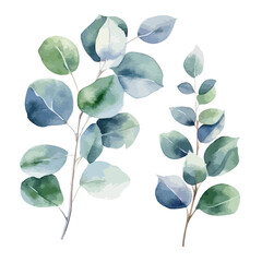 Watercolor branch of eucalyptus, green and blue leaves, isolated on a white background, Hand drawn Eucalyptus watercolor set. Green leaf branches, natural leaves tropical elements