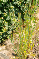 Common salsify or Tragopogon Porrifolius plant in Saint Gallen in Switzerland