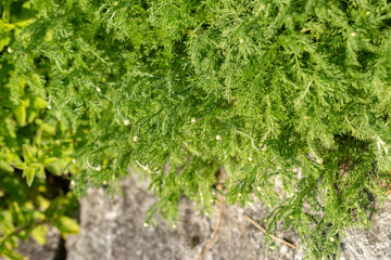 Chamomile or Chamaemelum Nobile plant in Saint Gallen in Switzerland