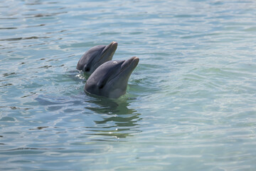Delfin w oceanie Atlantyckim, zwierzę morskie, ssak wodny, ciepłe morze, tropikalny klimat, tapeta © anettastar