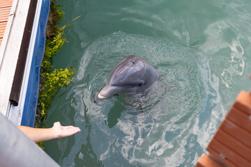 Delfin w oceanie Atlantyckim, zwierzę morskie, ssak wodny, ciepłe morze, tropikalny klimat, tapeta © anettastar