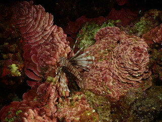 red peyssonnelia underwater with a lionfish mediterranean scenery