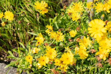 Hawkweed or Hieracium Staticifolium plant in Saint Gallen in Switzerland
