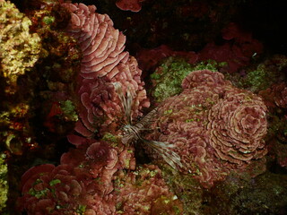 red peyssonnelia underwater with a lionfish mediterranean scenery