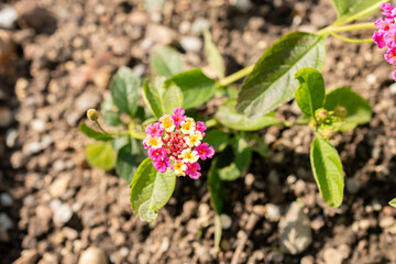 Lantana Camara plant in Saint Gallen in Switzerland