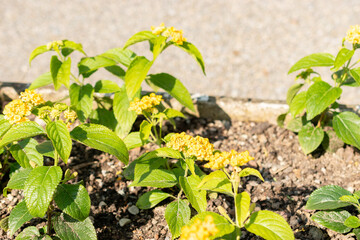 Lantana Camara plant in Saint Gallen in Switzerland