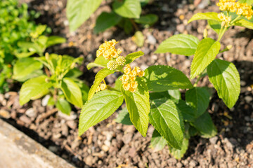 Lantana Camara plant in Saint Gallen in Switzerland