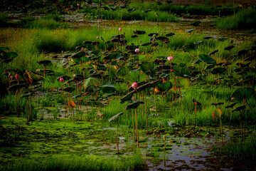 lotus  in the swamp with green leaf.