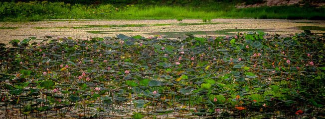 lotus  in the swamp with green leaf.