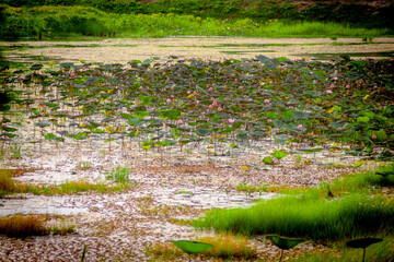 lotus  in the swamp with green leaf.
