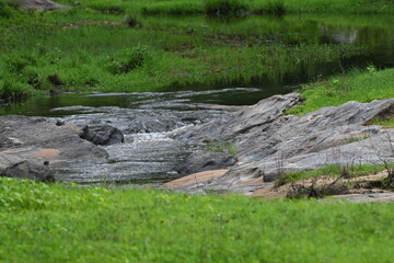 water in the grass