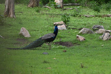 peacock in the grass