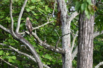 bird on a branch