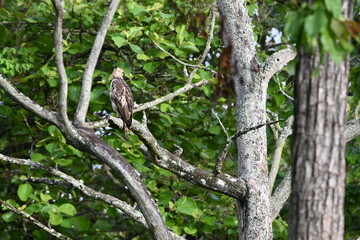bird on a tree