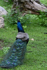 peacock in the park