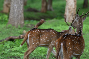 deer in the woods