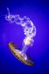 West Coast sea nettle. Jellyfish Chrysaora fuscescens. Medusa. Predatory animal. Sea wasp