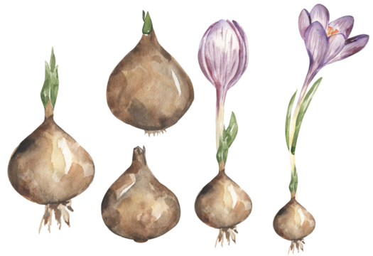 Violet Crocus flower with bulb Clipart set, Watercolor Growing Stages of plant, Floral Growth illustration, Biology clip art