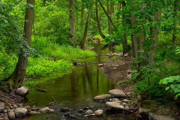 Peaceful little river flowing through a deciduous forest. Dense green vegetation and large stones in the water and on the bank.