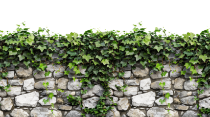 stone wall covered with leaves on a transparent background