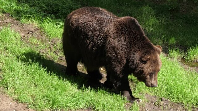 Brown Bear Walking in Its Natural Habitat