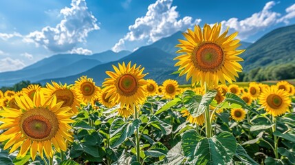 Fototapeta premium Vibrant sunflower field under blue sky