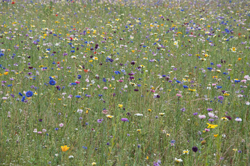 field with many colorfull wild flowers in the Nehterlands