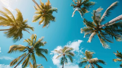 Palm Trees Reaching for the Sky, Low Angle View, Palm Tree Canopies, Sunny Day, Blue Sky, Tropical Paradise, Palm Leaves