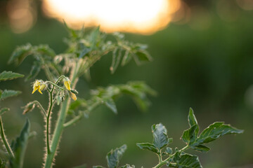 Tomato flowers against the sunset. Green tomato.