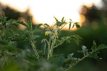 Tomato flowers against the sunset. Green tomato.