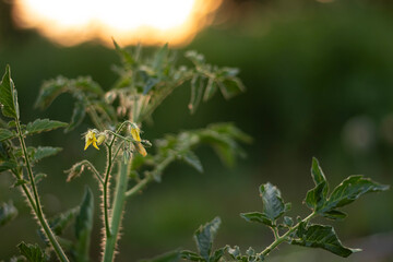 Tomato flowers against the sunset. Green tomato.