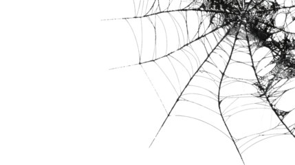 Spider web on transparent background