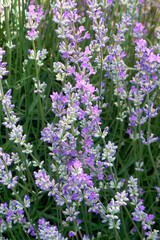 Fototapeta premium Lavender closeup. Composition of nature.Macro of blooming violet lavender flowers. Summer concept, selective focus