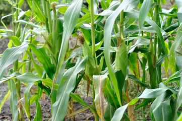  cornfield of ripe organic maize plantation in the vegetable garden