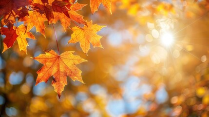 Warm sunlight filtering through autumn leaves
