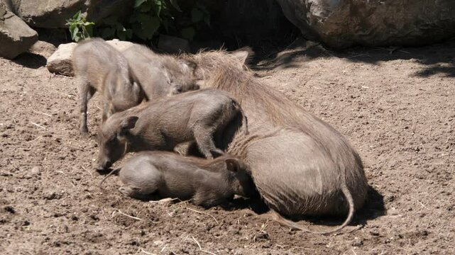 Family Moments: Warthog and Piglets