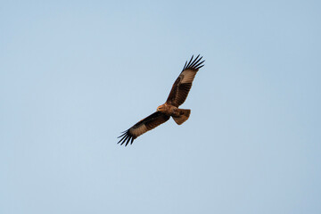 Brahminy kite in flight, Haliastur indus in Sri Lanka