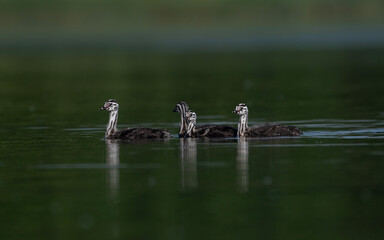 great crested grebes, chicks in the water