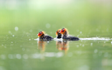 Eurasian coot chicks in the water, Fulica atra